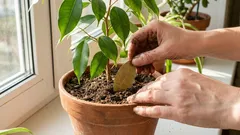 Po co dodawać liść laurowy do gleby: pachnący sprzymierzeniec roślin doniczkowych